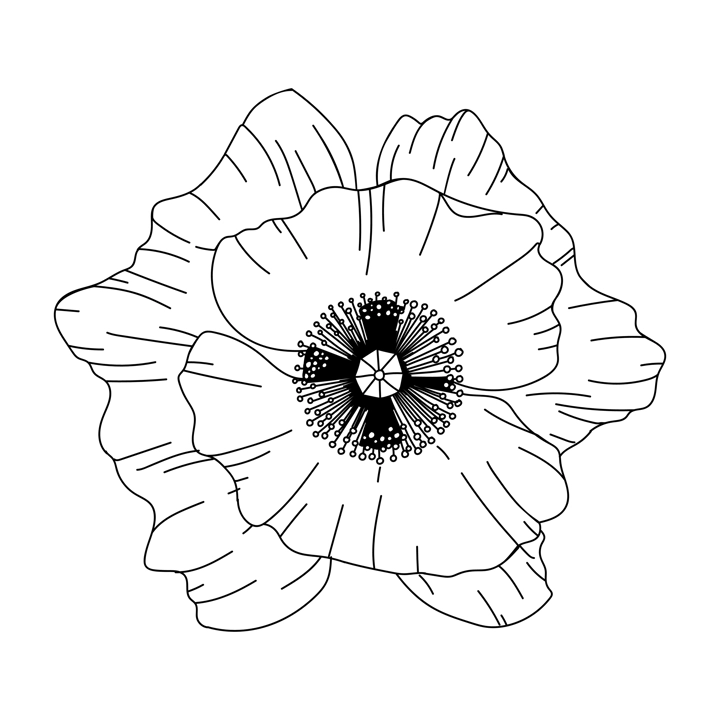 Poppy flower bud illustration. Modern botanical drawing for pattern, logo, template, banner, posters, invitation and greeting card design. Black poppy outline. Spring wild flower design.